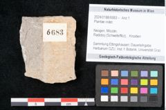 Foto (Objekt + Etikett) von Plantae indet.  (NHMW-GEO-2024-0188-6683)